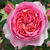 Roz - Trandafir nostalgic - Amandine Chanel